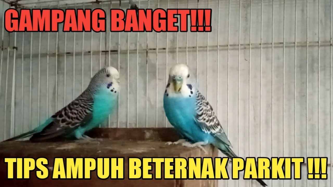 CARA TERNAK PARKIT UNTUK PEMULA !!!