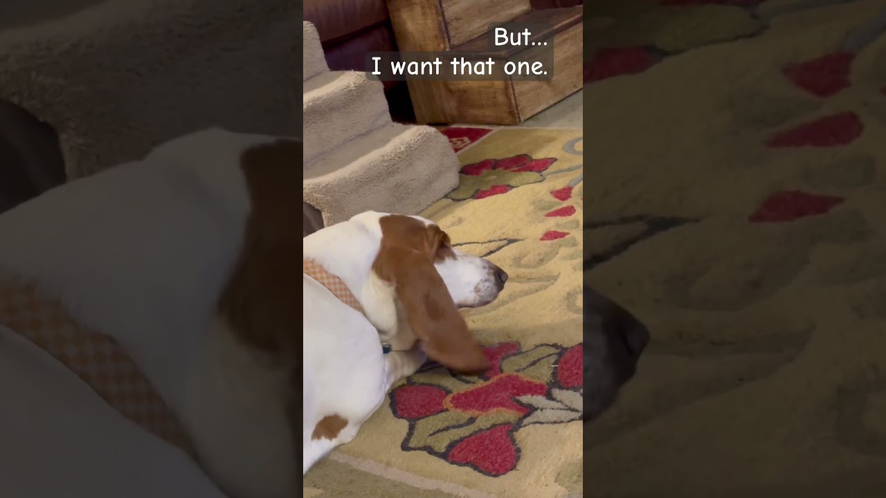 Mom! #lifewithdogs #bassethound