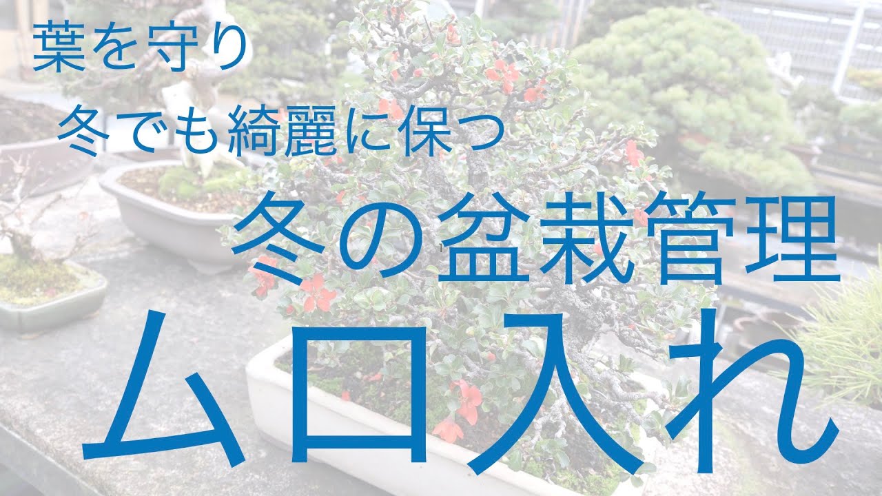 ムロ入れ ・ 冬の盆栽管理 [盆栽管理の基本]