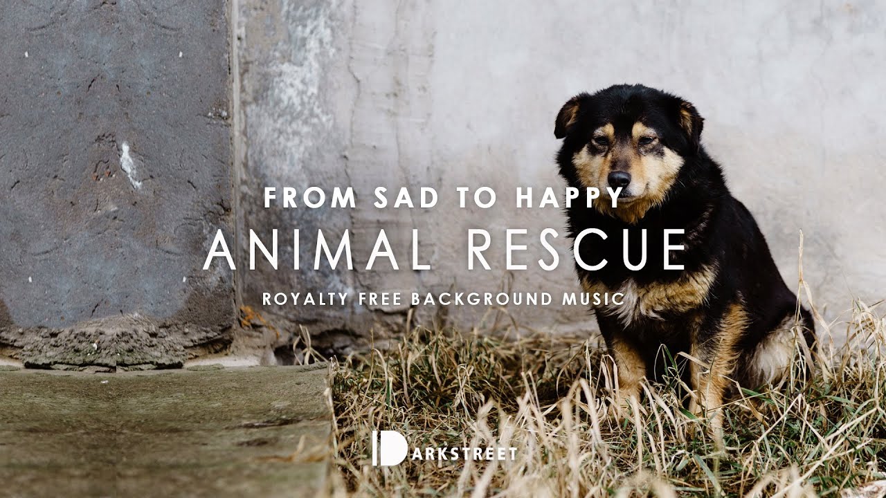 Animal Rescue | Royalty Free Background Music