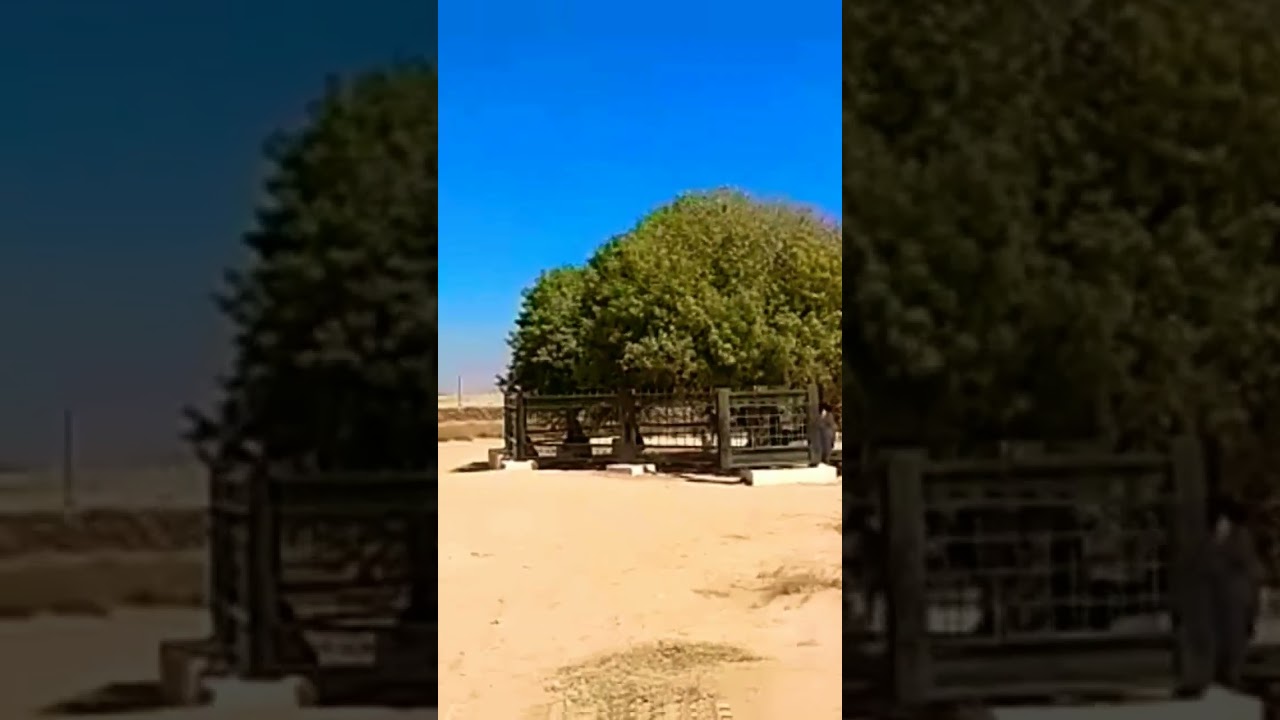 Al Buqayawiyya Sahabi Tree in Jordan