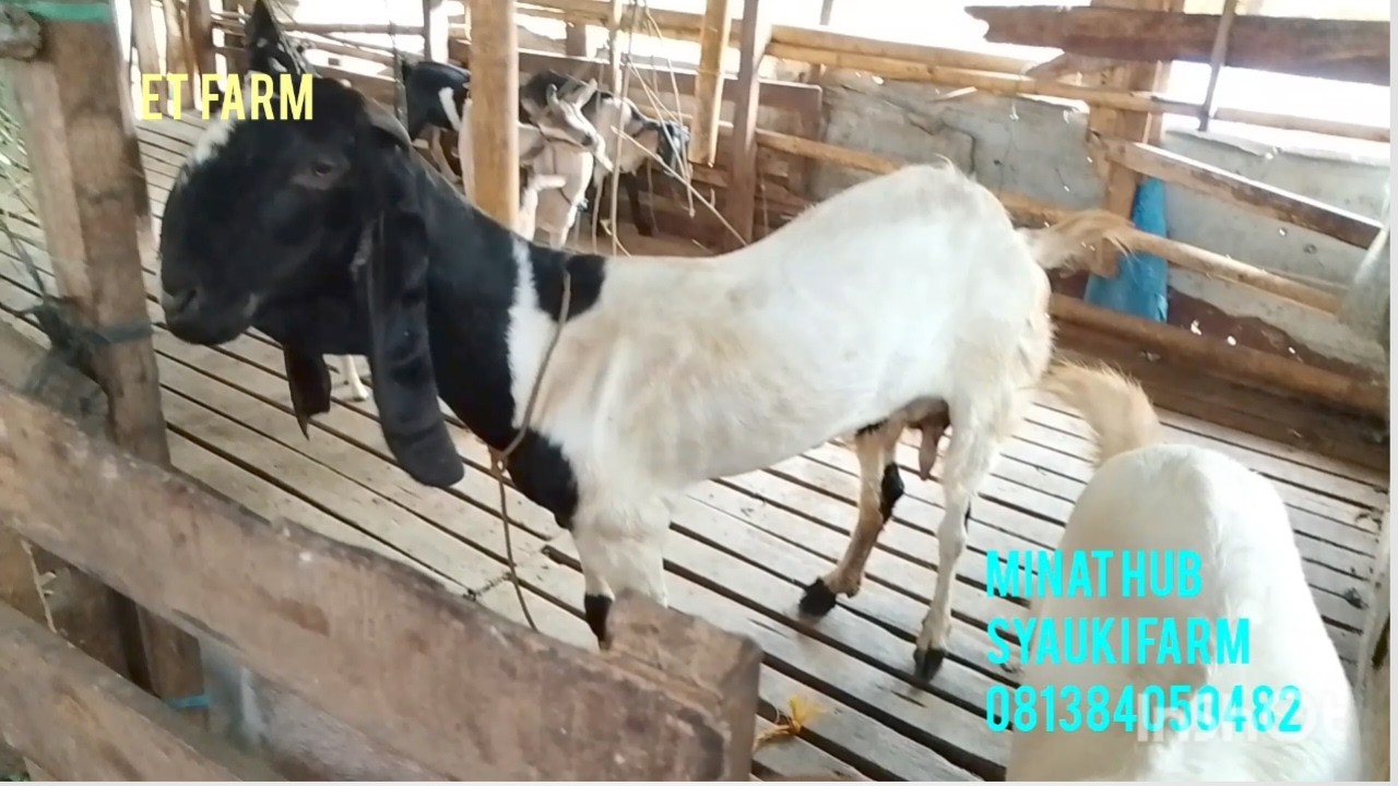 peluang usaha ternak kambing fattening sistim kandang baterai