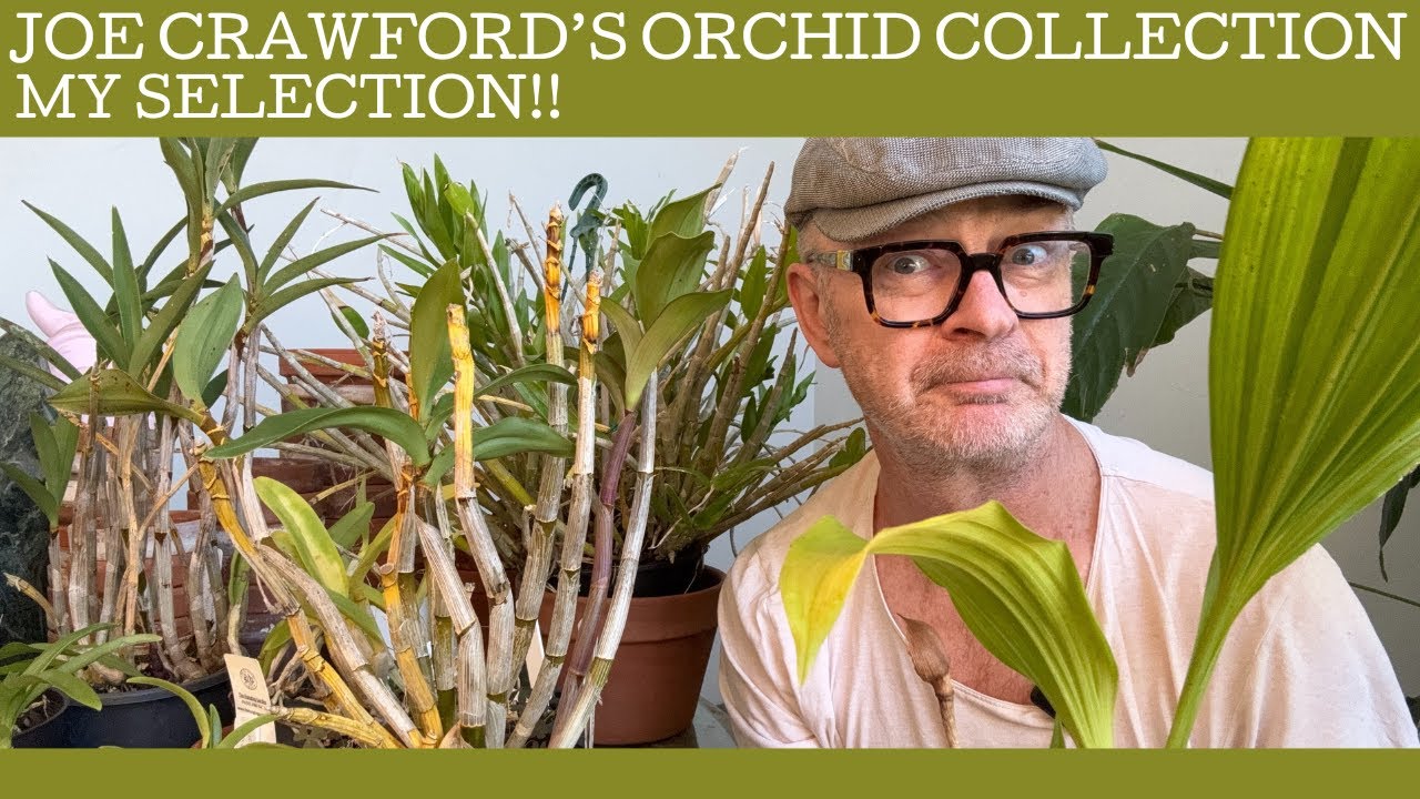 Joe Crawford's orchid collection: my selection!!