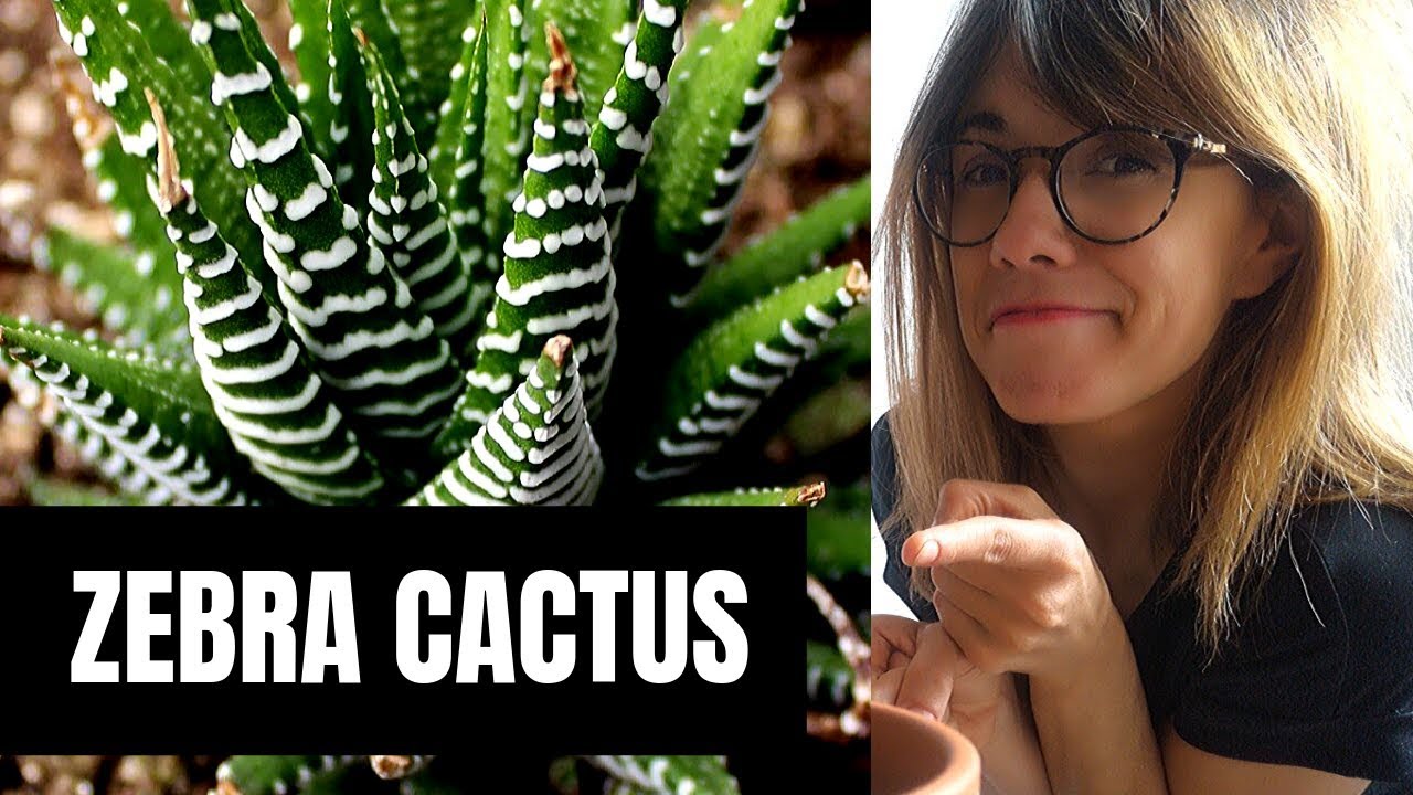 Zebra Haworthia care - Haworthia Fasciata