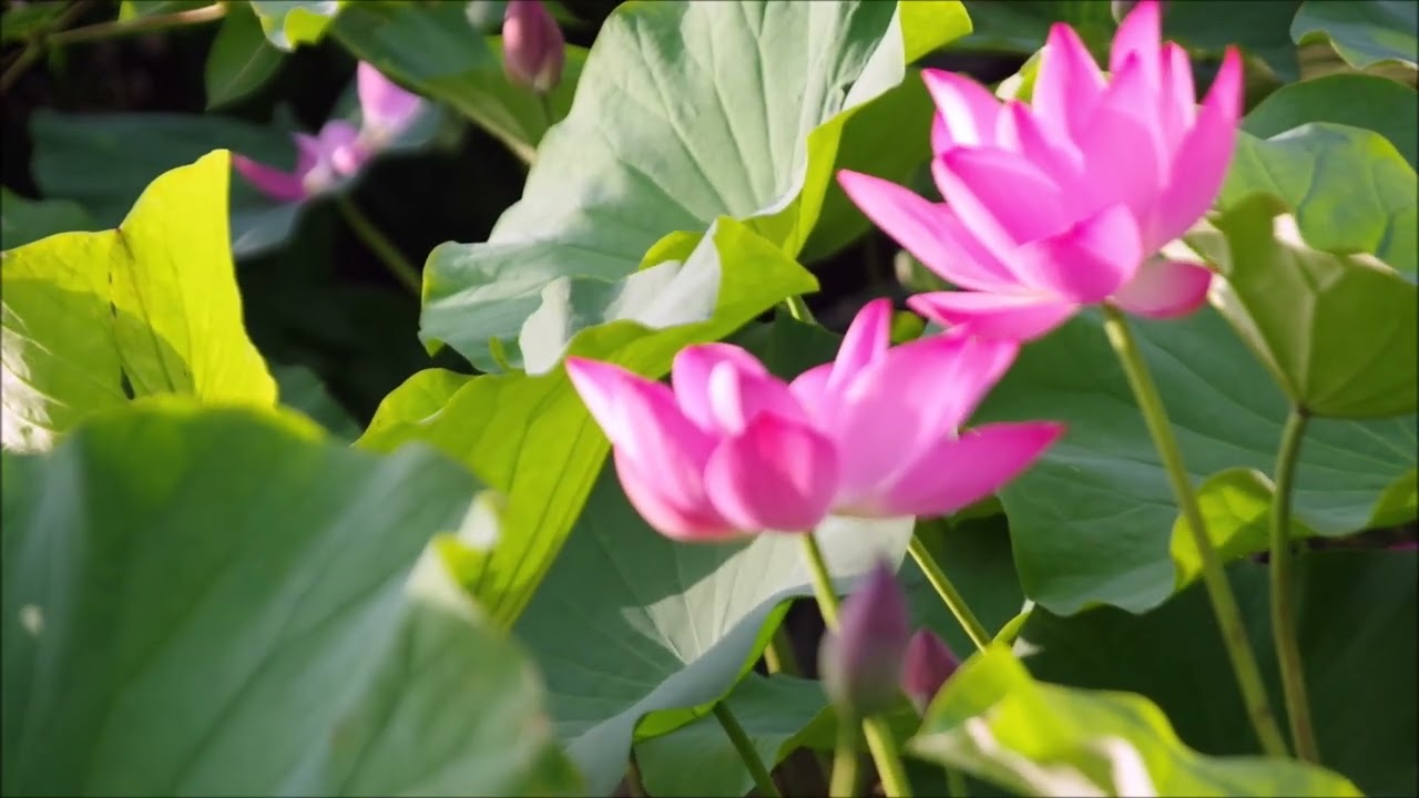 2025-06-07夏荷晨綻點點紅