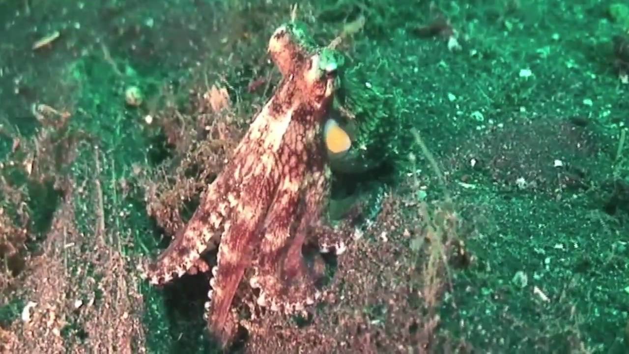 Science Today: Mimic Octopus | California Academy of Sciences