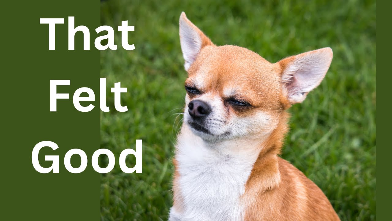 Why Dogs Spin Before Pooping The Surprising Truth