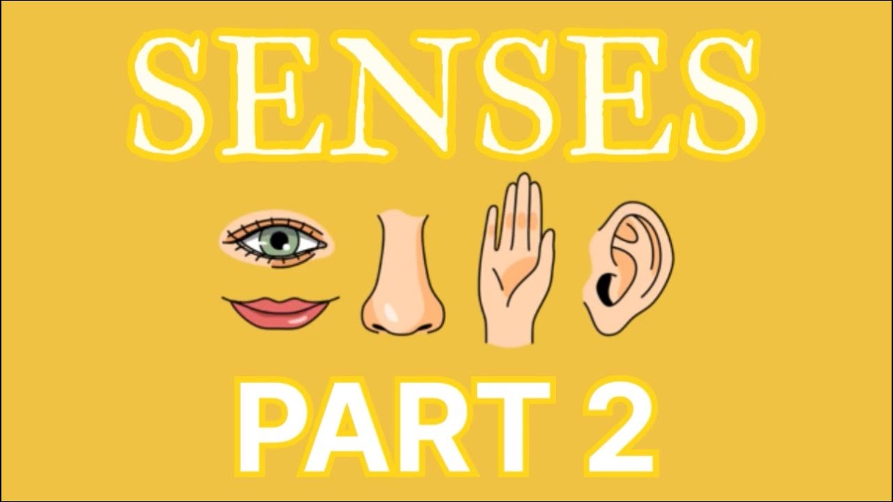 Discover the Human Body Senses | Part 2 | Special Senses | #senses #education  #humanbody #neet 