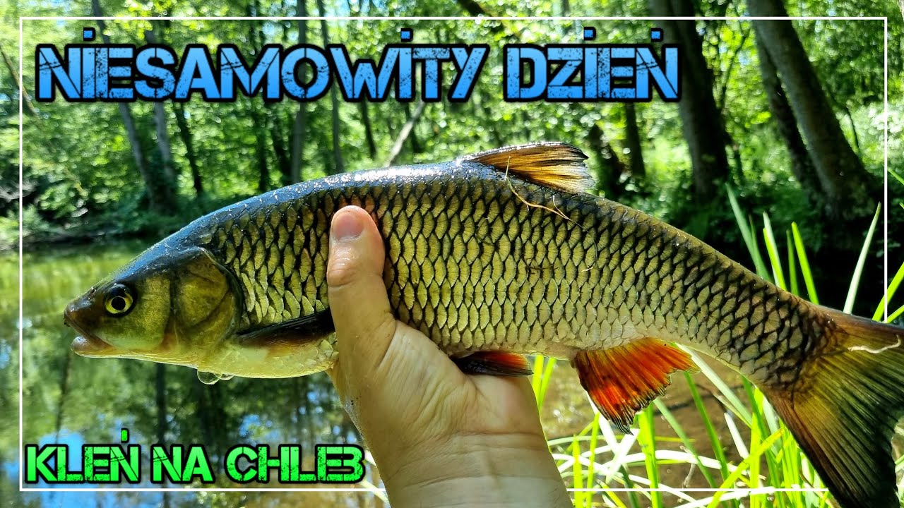 Niesamowity Dzień  / Kleń Na Chleb / Leśna Rzeka / Pzw /