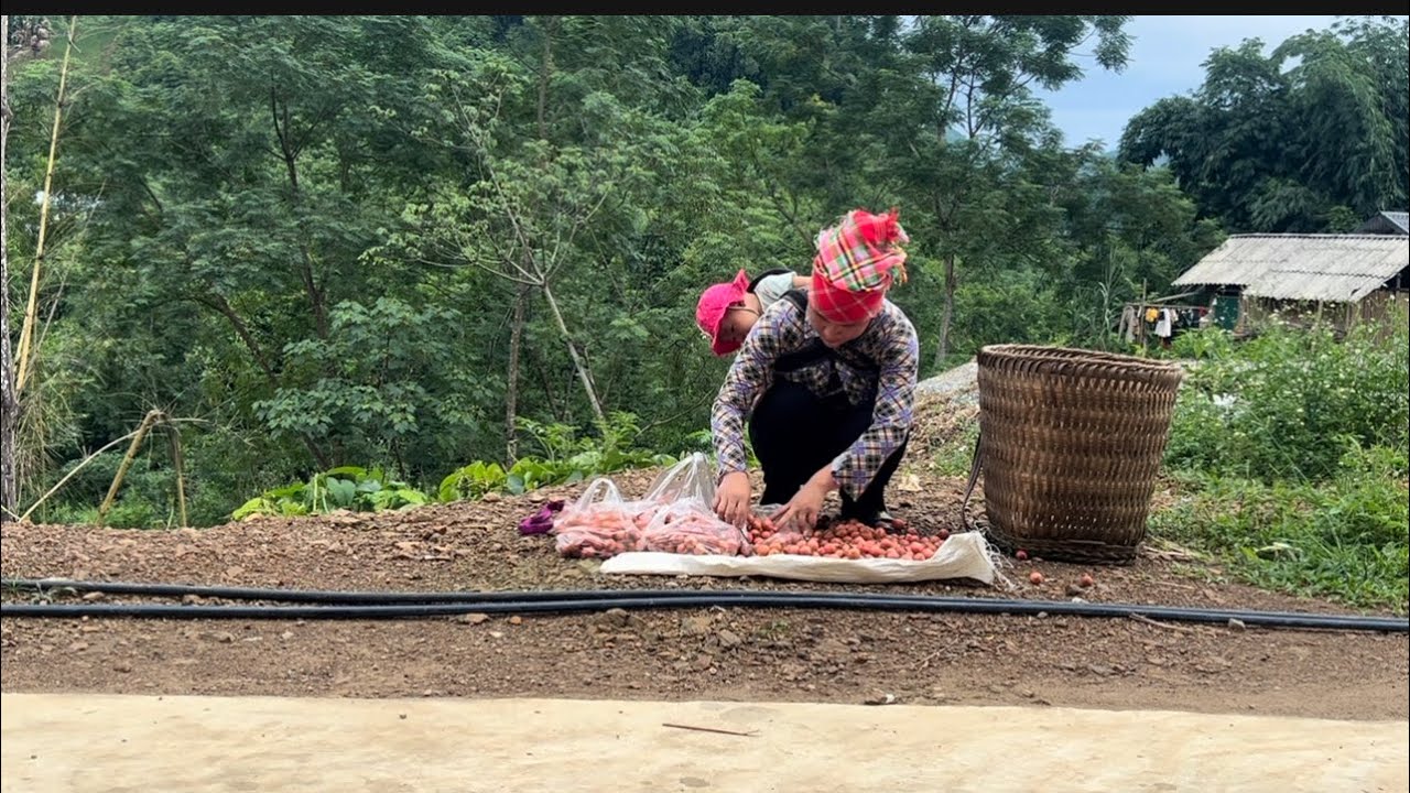 single mother earns money by picking wild fruits to sell - Dung single life