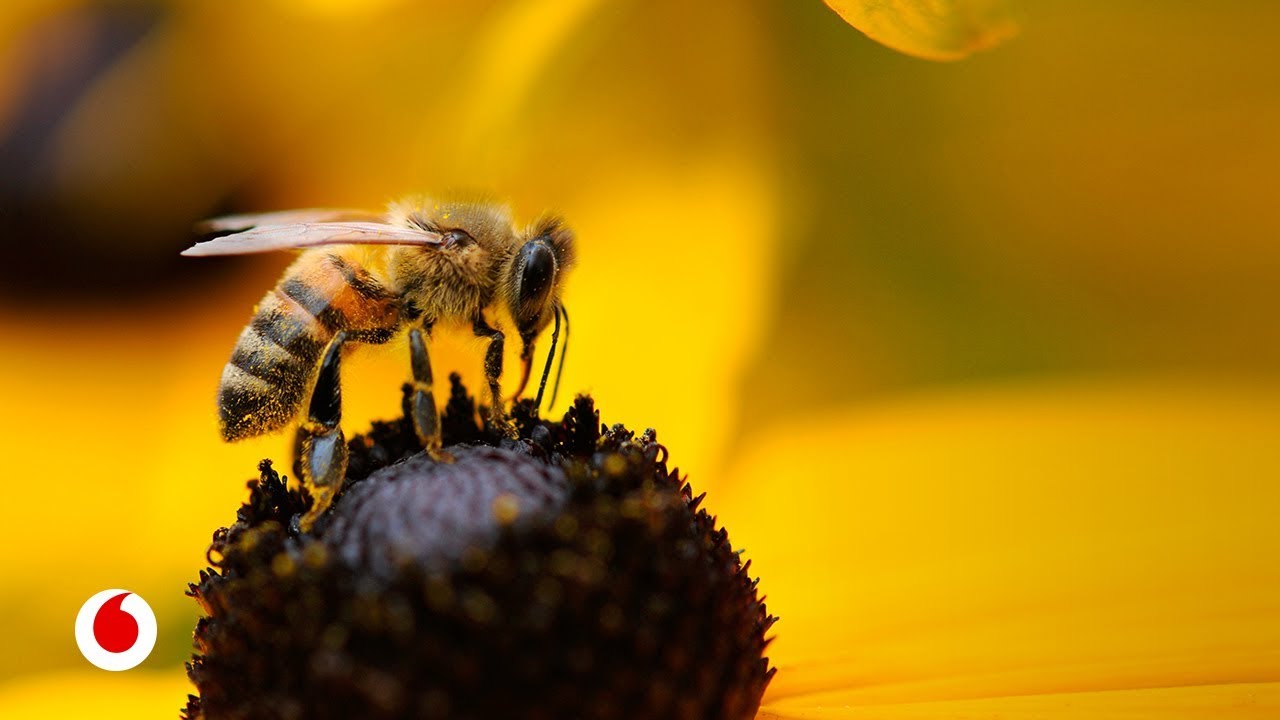 Soluciones de la ciencia a la alarmante desaparición de las abejas