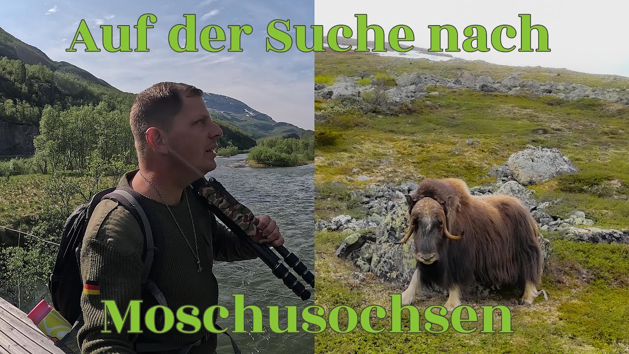 Auf der Suche nach Moschusochsen im Dovrefjell Norwegen