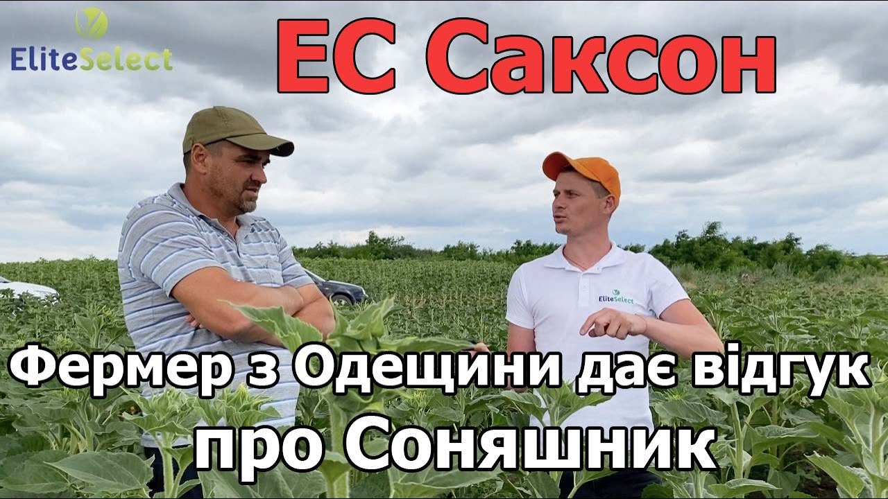 Фермер з Одещини дає відгук про соняшник ЕС Саксон
