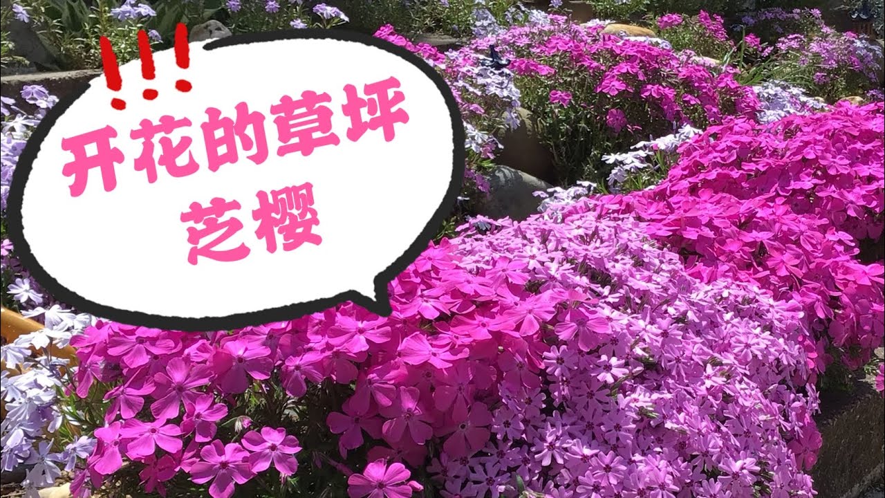 芝樱花🌸（福禄考🌸Creeping phlox 🌸）扦插繁殖小技巧分享给您👍🌹🌸
