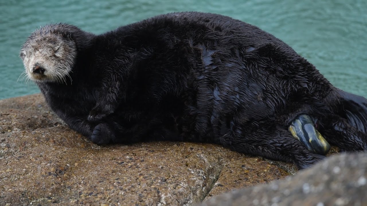 Watch a baby sea otter being born! (Spoiler alert: the miracle of life is graphic!)
