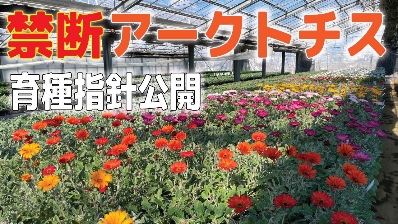 禁断の育種未公開アークトチス、GEBR育種方向性公開します