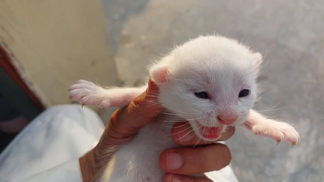 Adorable 1-Week-Old Kitten Sits on a Human Lap for the First Time 😻