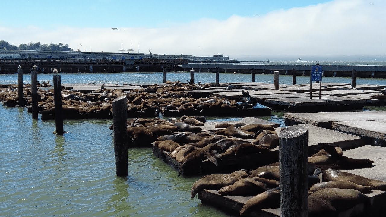 San Francisco Pier 39 From Iconic Ferry Building Spring 2024 Walk 4[K]