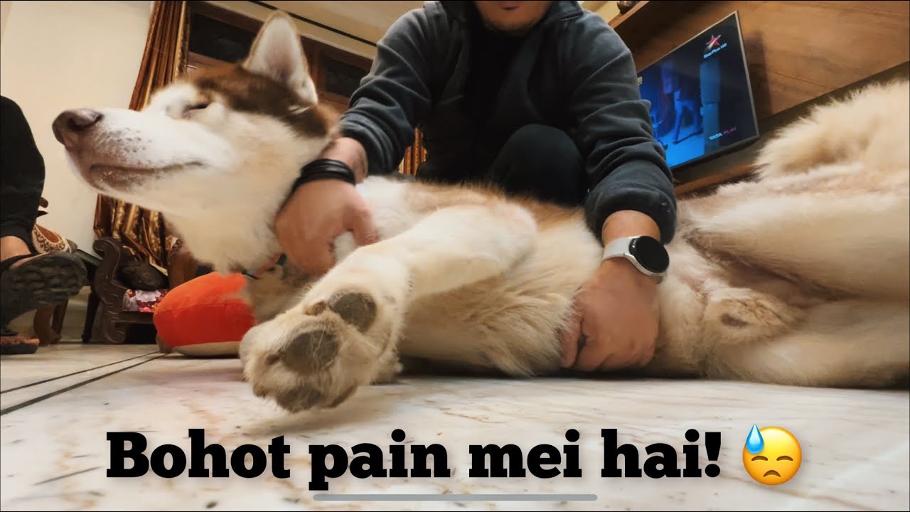 Ghost ko khatarnak Ear Infection ho gaya!! 😓 | The Himalayan Husky
