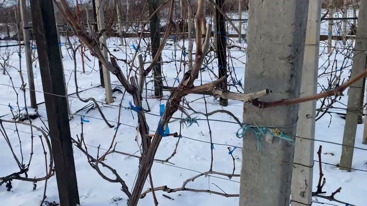 Одесса - 11 град на 8.30 утра 2 февраля 26 года. Как у Вас, буду благодарен за Выши комментарии