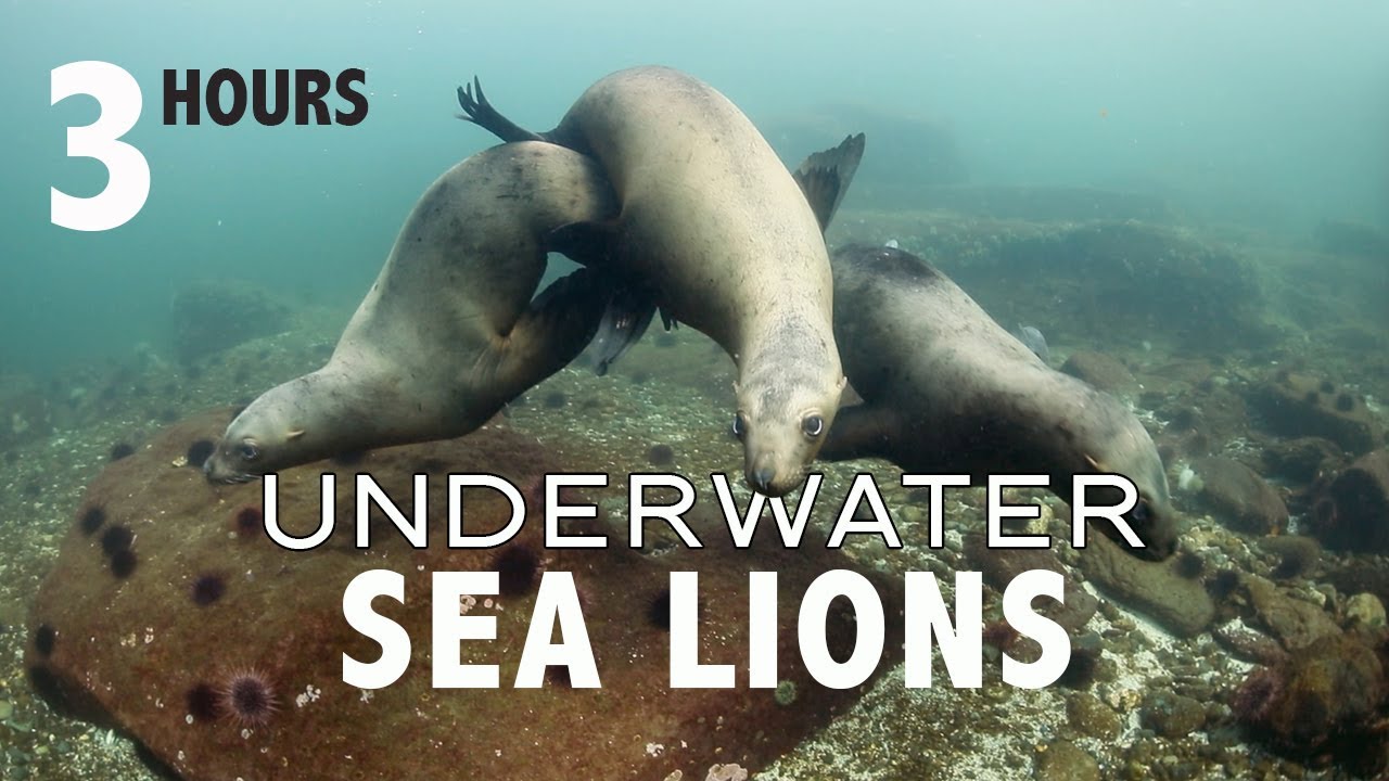 3 Hours Soothing Relaxing Cute Sea Lions Seals Swimming Underwater with Calm Music