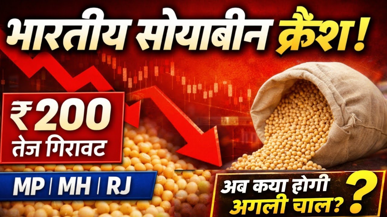 भारतीय सोयाबीन क्रैश! ₹200 की बड़ी गिरावट | अब क्या होगी अगली चाल? Soybean Analysis News