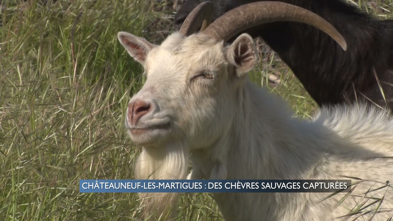 Châteauneuf-les-Martigues : les chèvres sauvages capturées