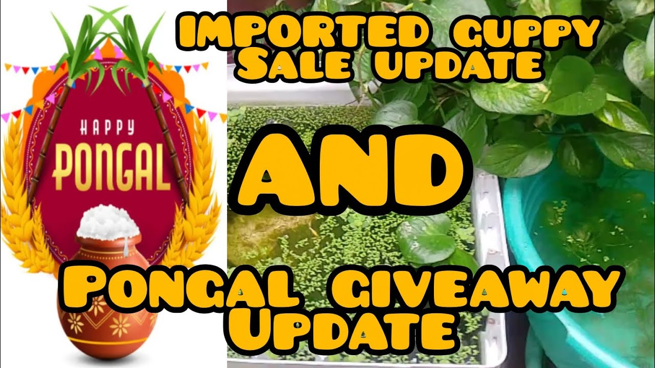 PONGAL GIVEAWAY UPDATE AND IMPORTED GUPPY FISH SALE ORDER WHATSAPP FRIENDS SUBSCRIBE MY CHANNEL
