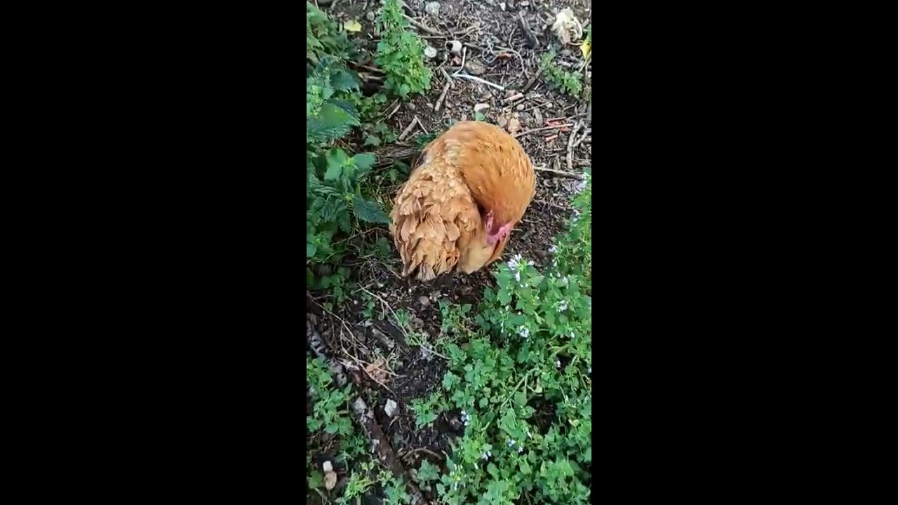 Bio paradicsom h&aacute;zt&aacute;ji termeszt&eacute;se. Pocok, vakond riaszt&oacute;. Mulcs.Szabadtart&aacute;s&uacute; f&aacute;nalv&oacute; baromfik.