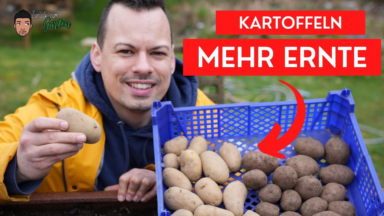 Kartoffeln ✅vorkeimen für SCHNELLERE Ernte