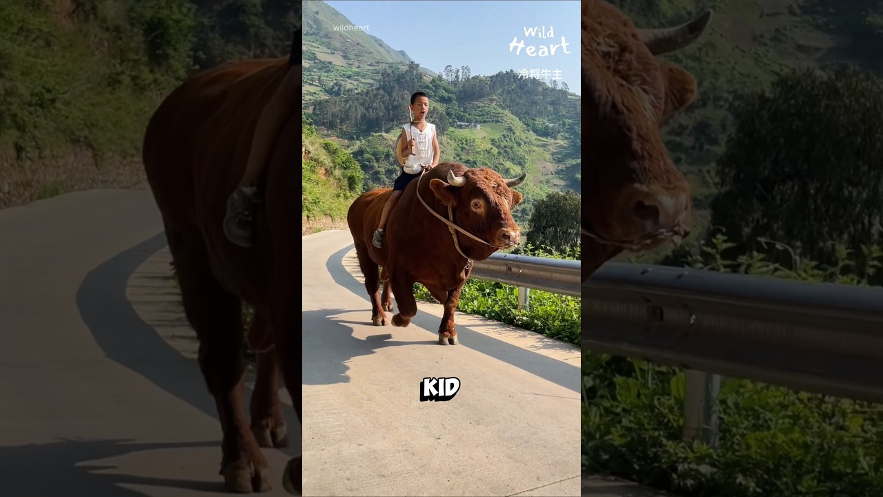 This Bull Knows Who&rsquo;s Boss