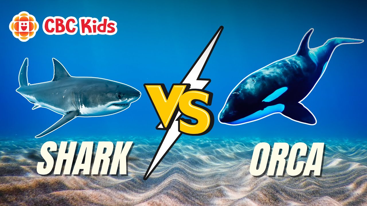 Sea Animal Facts: Shark vs. Orca | CBC Kids