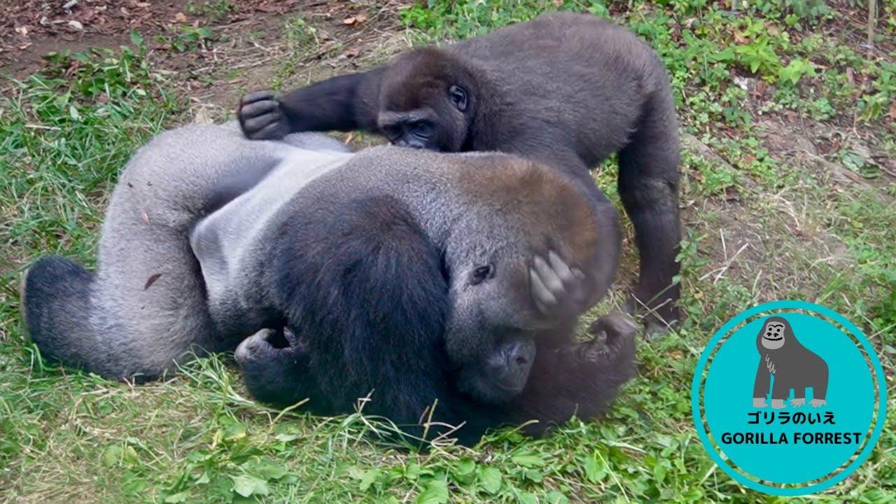 Silverback gorilla Haoko accepts son Riki's love attack【Ueno Zoo】
