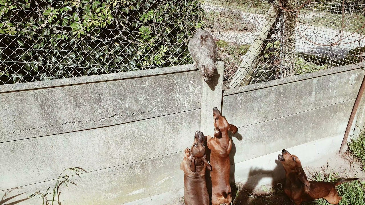 Dassie vs Dogs