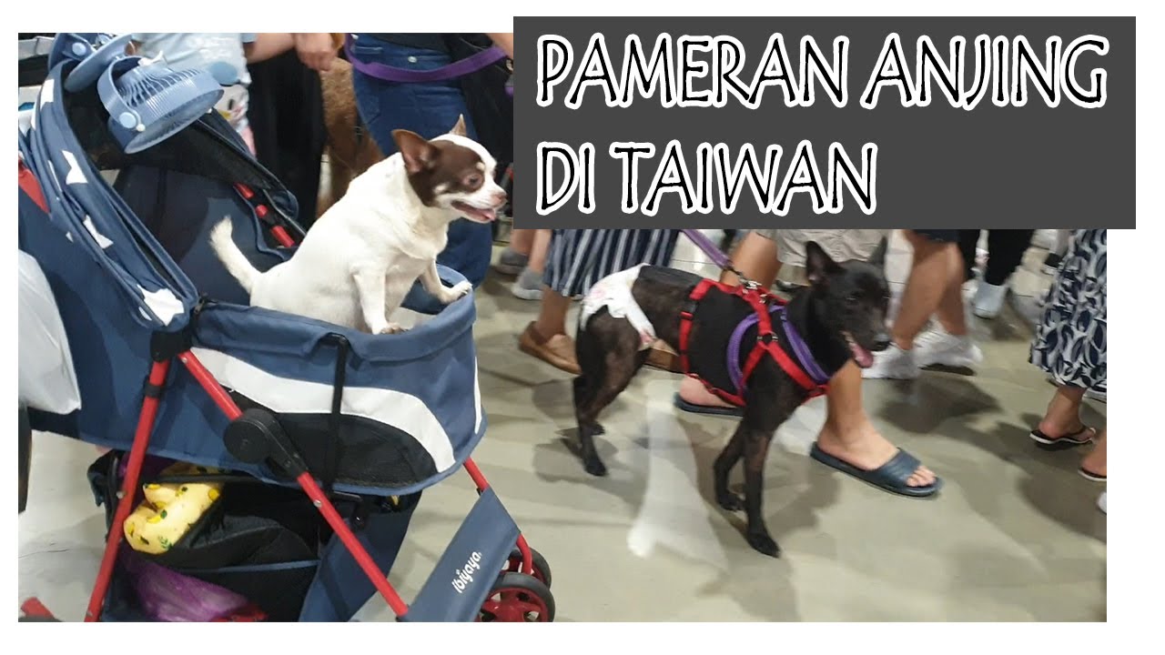 PAMERAN ANJING DI TAIWAN #HeniVlog #TaiwanVlog #DOG