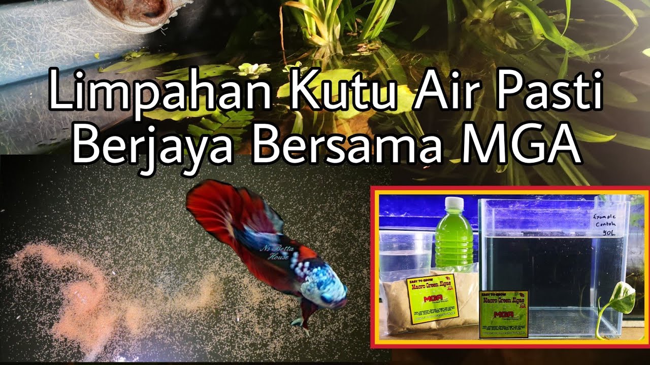 Pasti Berjaya Biak Kutu Air Dengan MGA mudah dan bersih 100%