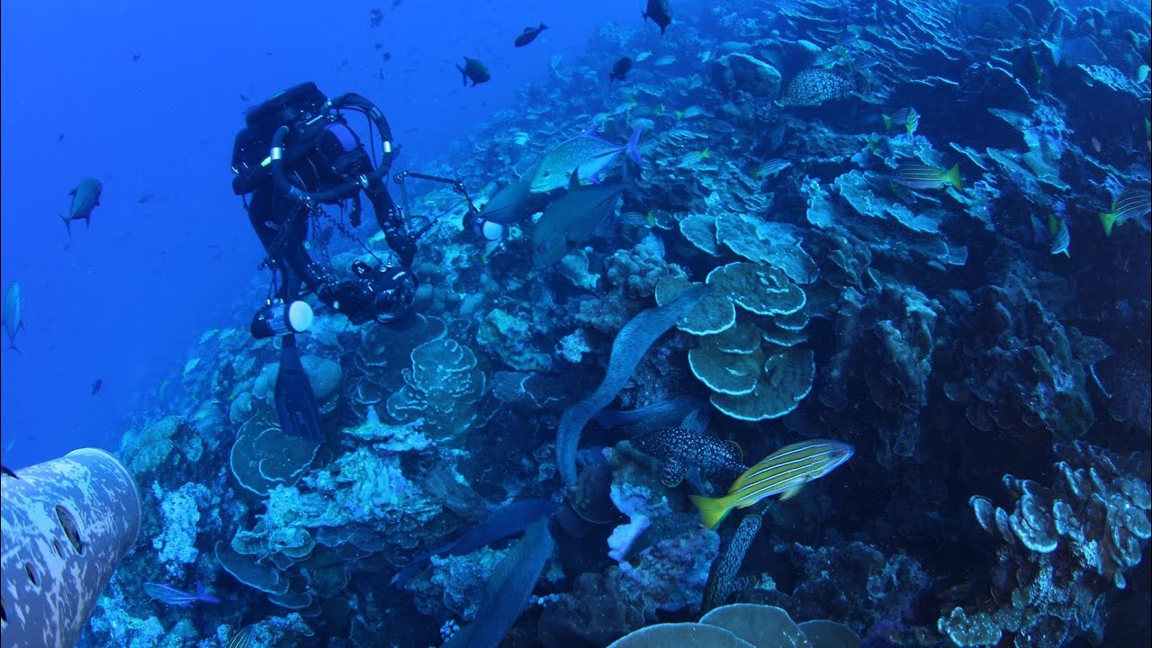 Explore Clipperton's waters with Pristine Seas