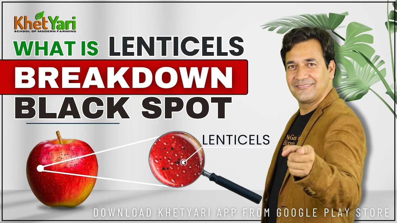 Say Goodbye 🖐️ to Apple Black Spots (काले धब्बे) .Preventing Black Spots on Apples 👉Summer Farming