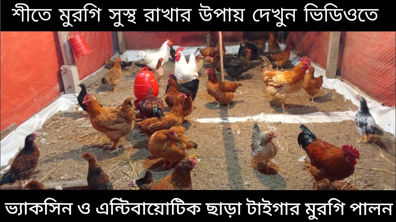 শীতে মুরগি সুস্থ রাখার উপায় ! দেখুন ভিডিওতে ! আমার মুরগি সুস্থ আছে মাশাআল্লাহ।