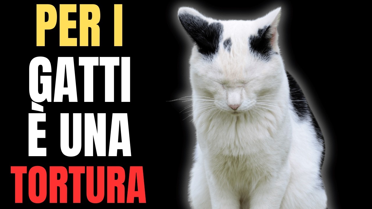 7 Segnali che il tuo gatto sta chiedendo aiuto (AGISCI SUBITO!)