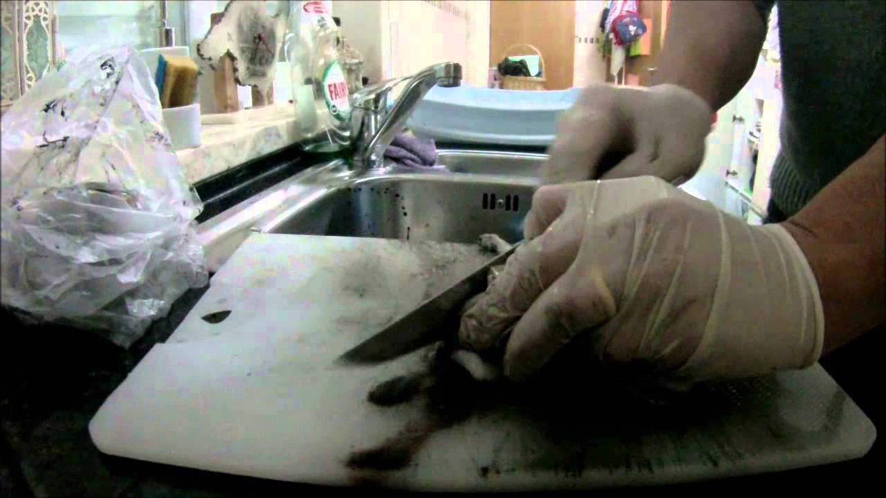 How to clean Cuttlefish | Arranjar Choco | Limpiar Calamar