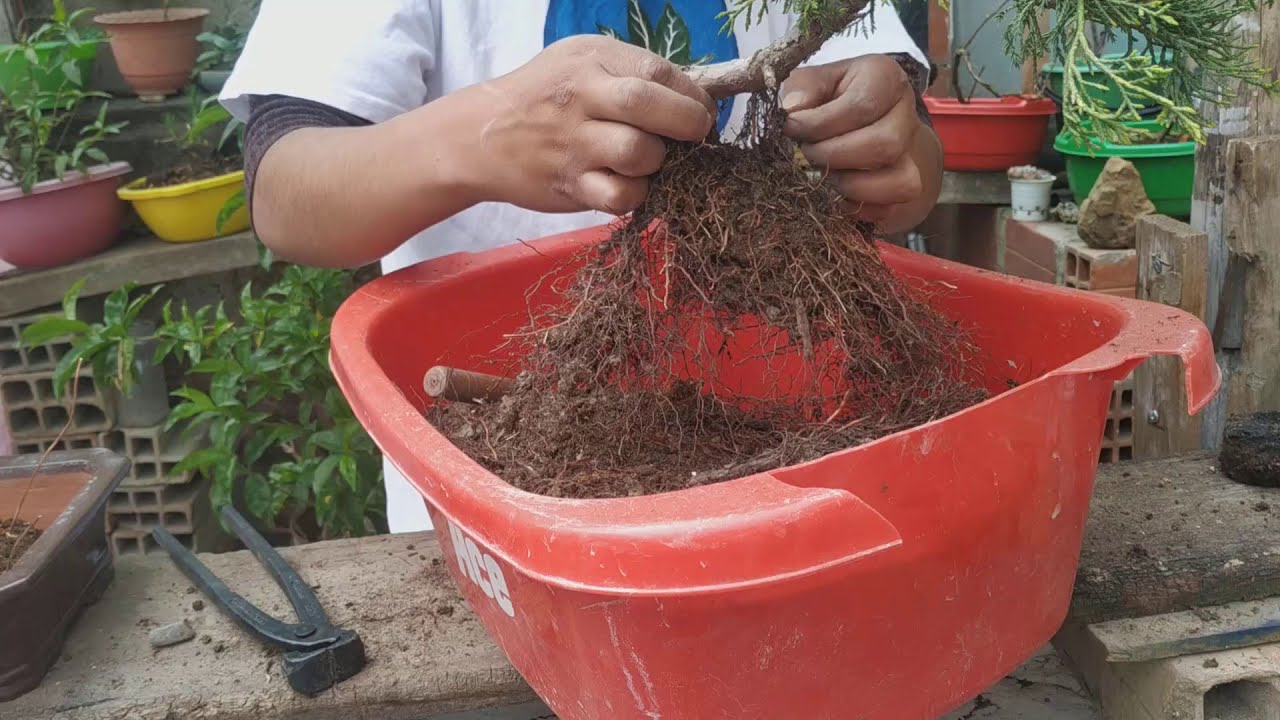 Bonsai cipres 1 de 5 El trasplante (Cupressus horizontalis)