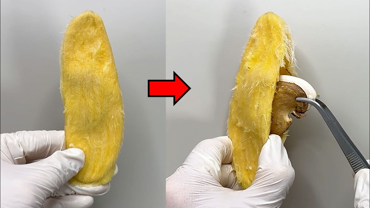 Mango Seeds Hide a Surprising Secret!