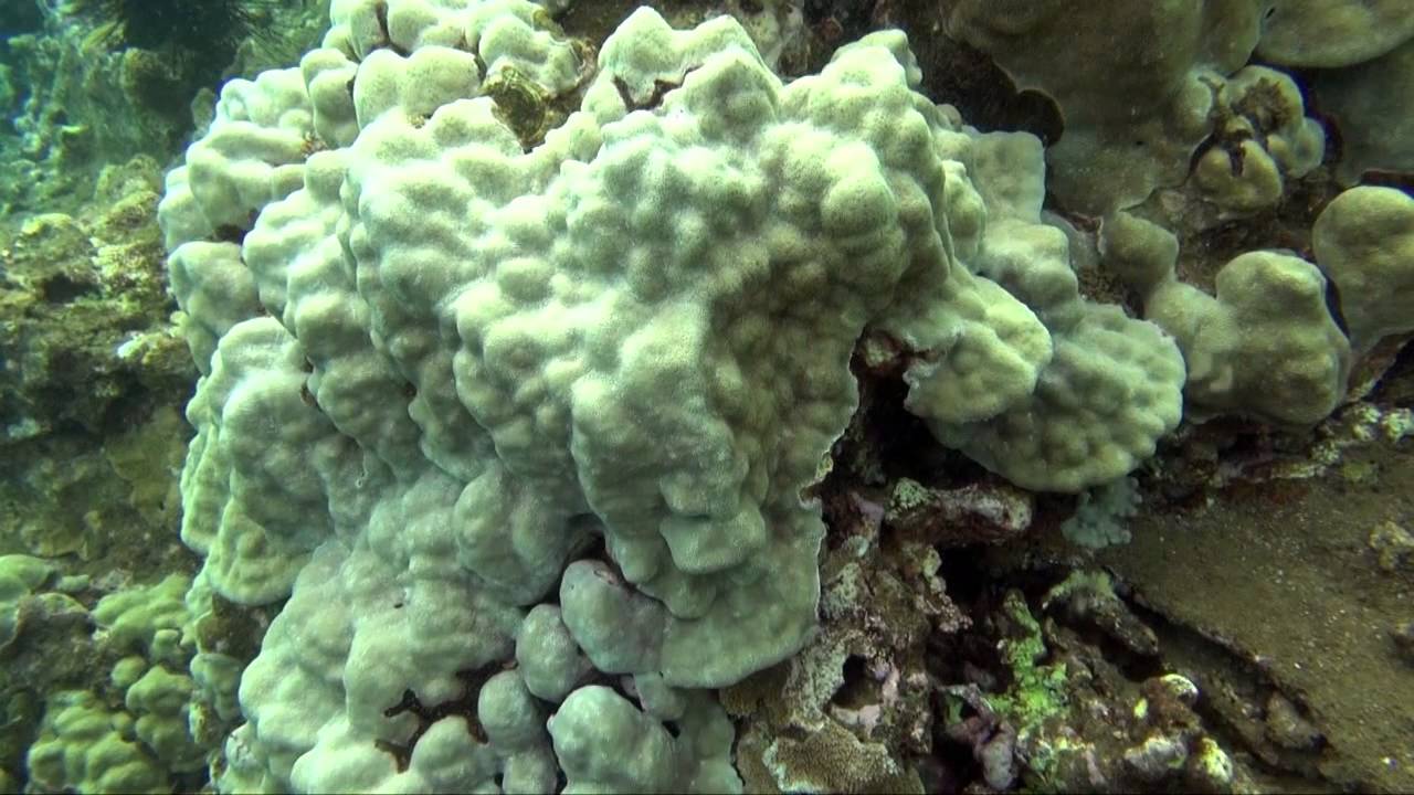 Hanalei Bay - Outside Reef