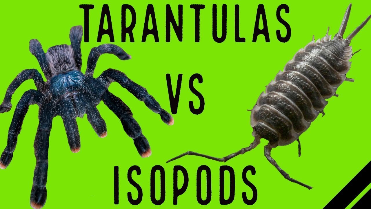 Tarantulas VS. Isopods in Bioactive Enclosures w/ Aquarimax Pets
