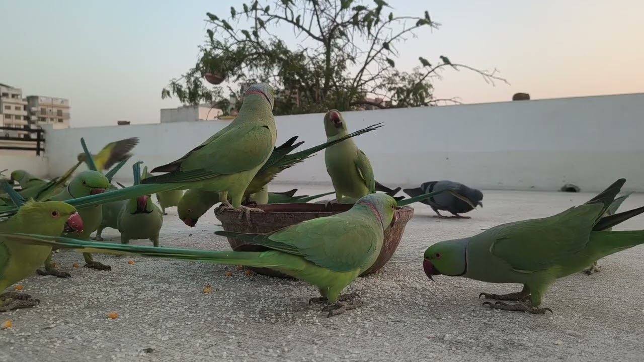 Calm begins with chirping sounds 🐦#PeacefulLife #Nature #birds #nature 