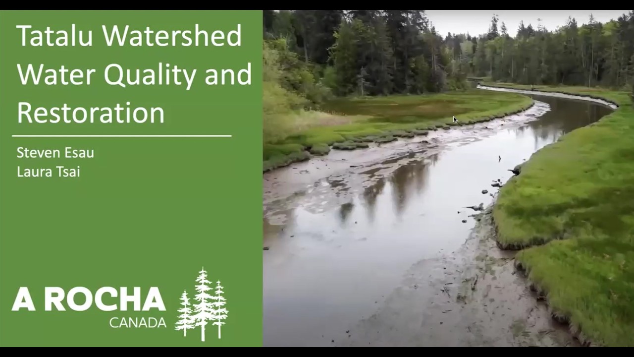 Water Quality and Watershed Restoration in Tatalu (Little Campbell River) System