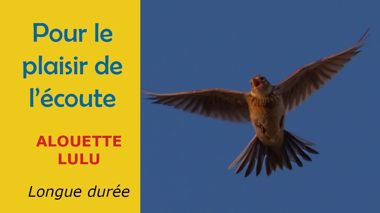 Alouette lulu (Chant longue durée pour le plaisir de l'écoute)