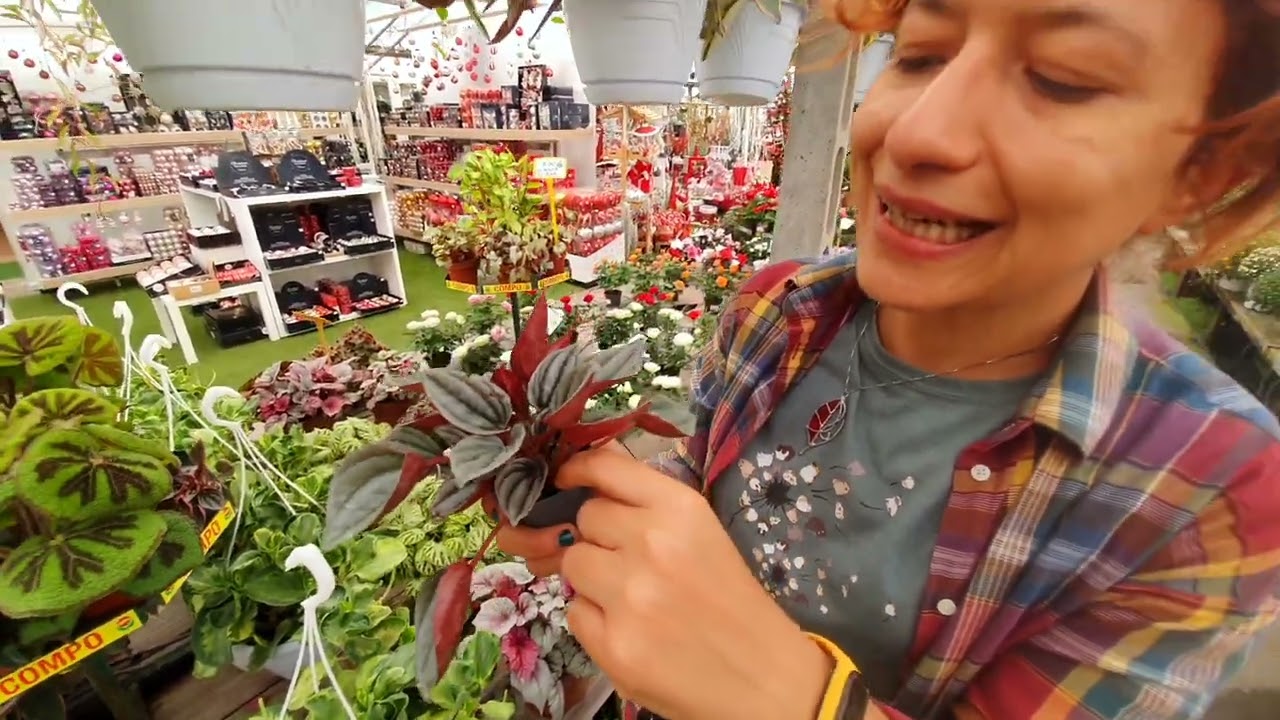 PEPEROMIA come curarla