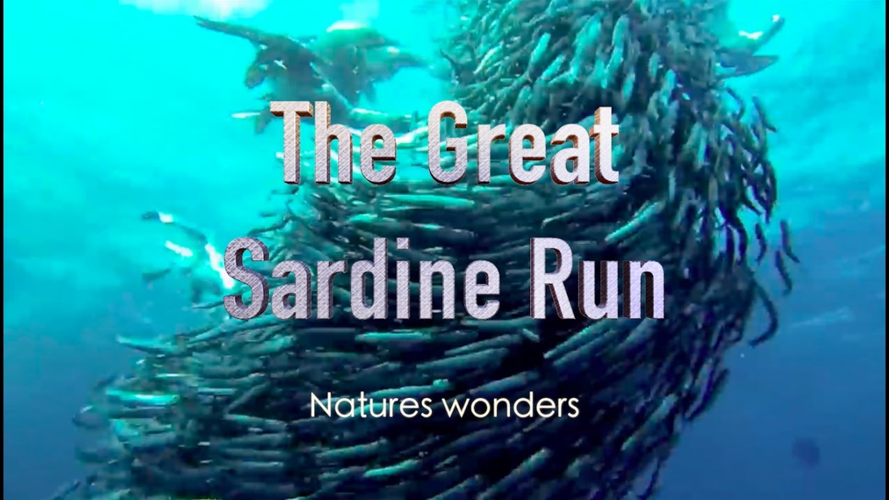 Nature's Wonders - The Great Sardine Run